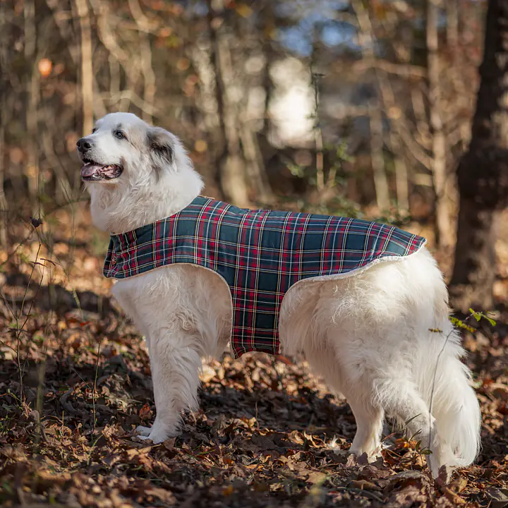 The Plaid Paws Pioneer Jacket - Master