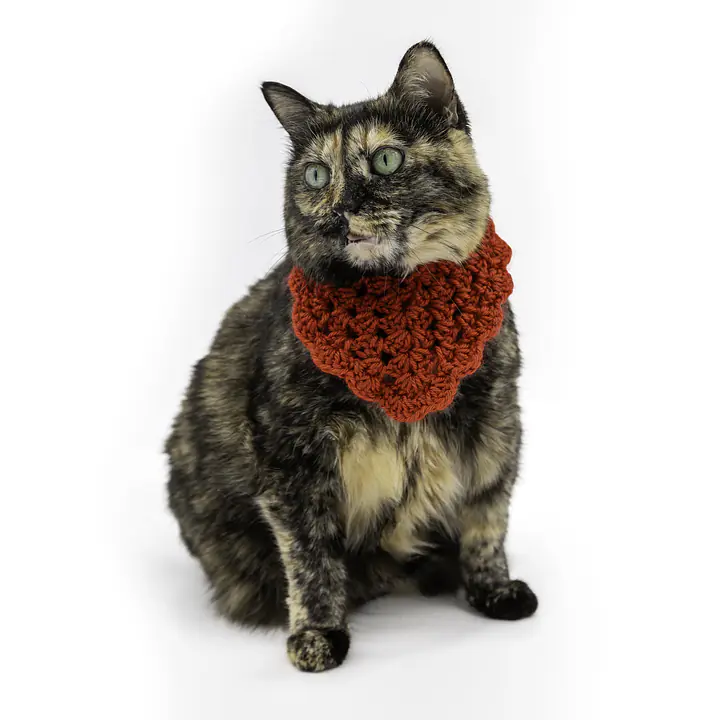 The Sweetheart Bandana - Master