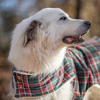 The Plaid Paws Pioneer Jacket - Master