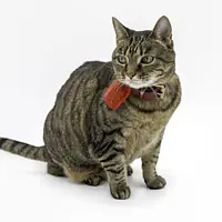 The Little Love Collar Charm ❤️ - Master