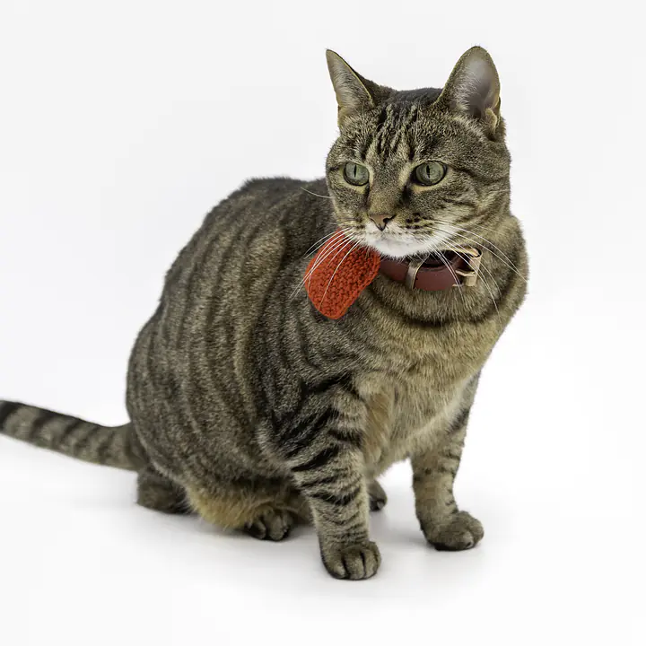 The Little Love Collar Charm ❤️ - Master