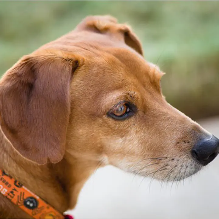 Tabouli: The Story of a Heart-Driven Diabetes Alert Dog (Young Adult Novel) - Master