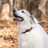 Handcrafted Leather Dog Collar – Burgundy & Brass - Master