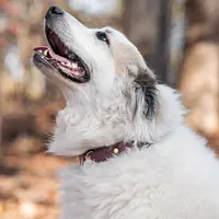 Handcrafted Leather Dog Collar – Burgundy & Brass - Master