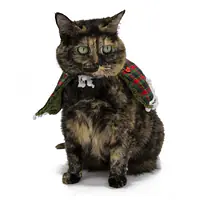 The Meow-y Evergreen Enchantment Cape - Master