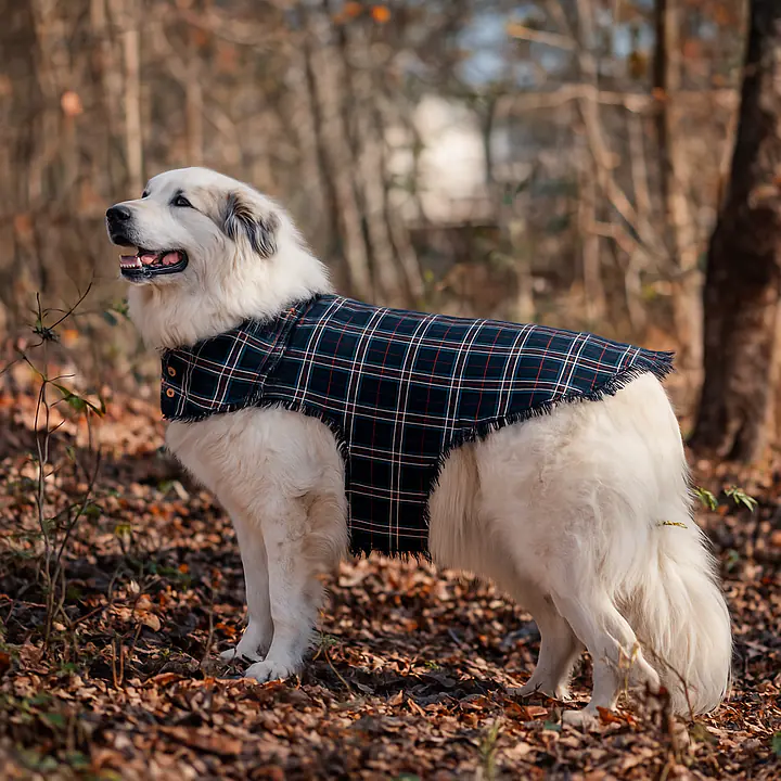 The Plaid Paws Pioneer Quilted Jacket - Master