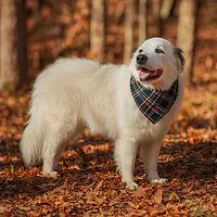 The Flannel Furry Friendship Bandana - Master