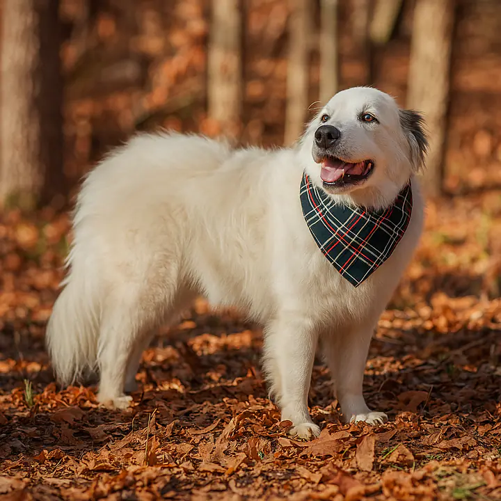 The Flannel Furry Friendship Bandana - Master
